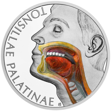 Silbermünze Human Body - Tonsil koloriert 1 Unze Silber 2026 Proof