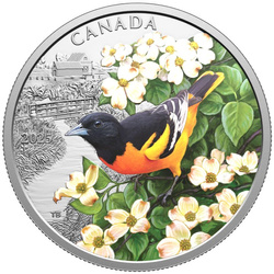 Canada: Colourful Birds - Baltimore Oriole kolorowany $20 Srebro 2025 Proof