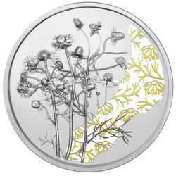 The Chamomile coloured 10 Euro Silber 2023 Proof Coin