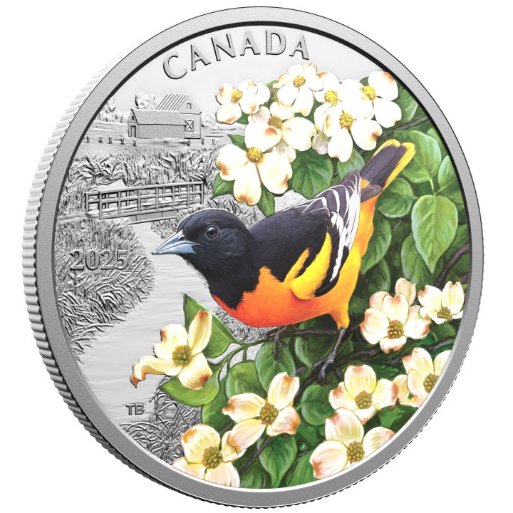 Canada: Colourful Birds - Baltimore Oriole kolorowany $20 Srebro 2025 Proof