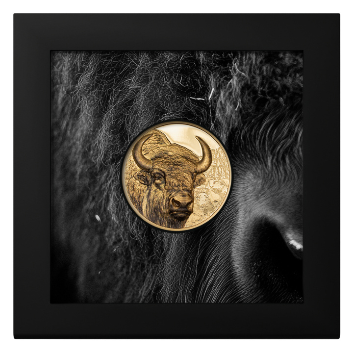 Mongolia: Bisonte 1 oncia d'oro 2025 Proof
