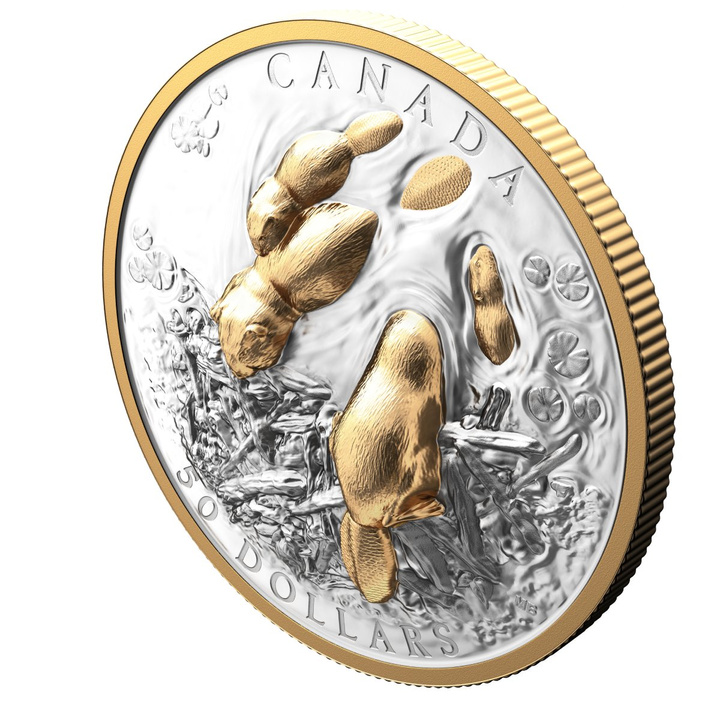 Canada: Canadian Symbol – The Beaver Gold Plated $50 Silver 2025 Proof High Relief