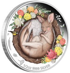 Dreaming Down Under: Śpiący Kangurek kolorowany 1/2 uncji Srebra 2021 Proof