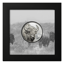 Mongolia: Bison 1 uncja Srebra 2025 Proof