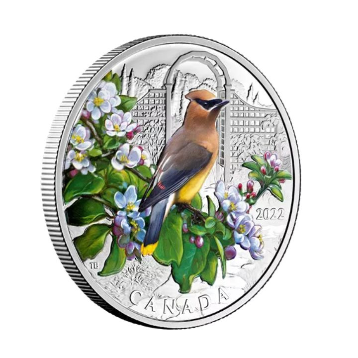 Canada: Colourful Birds: Cedar Waxwing colorato 1 oncia d'argento 2022 Proof