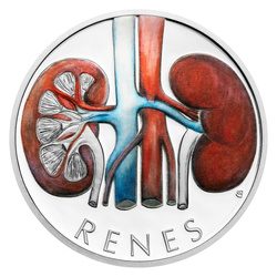 Niue Human Body - Rinichi colorată 1 oz Argint 2025 Proof