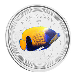Montserrat: Blue Girdled Angelfish coloured 1 oz Silber 2021 Proof 