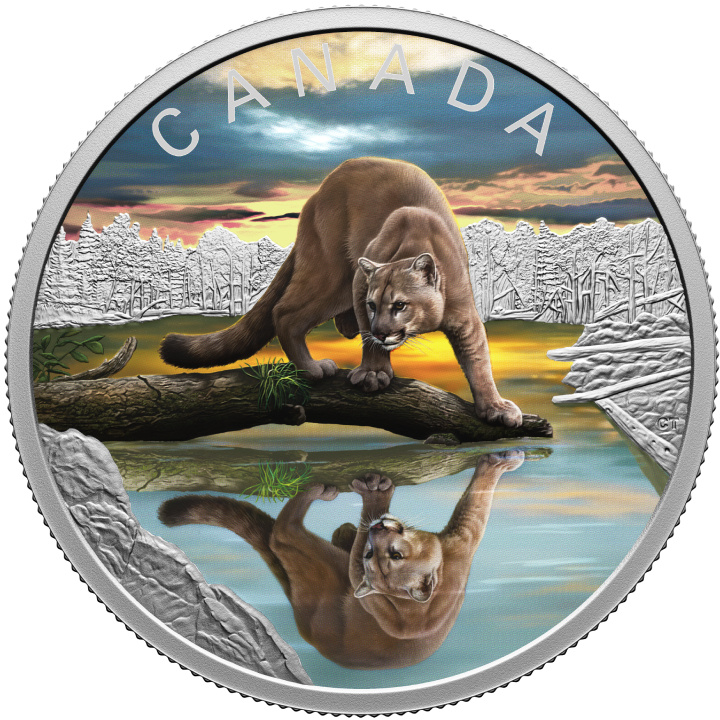 Canada : Reflets de la faune - Cougar colorée 20 Argent 2024 Proof