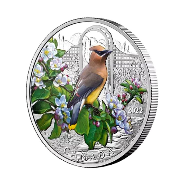 Canada: Colourful Birds: Cedar Waxwing kolorowany 1 uncja Srebra 2022 Proof