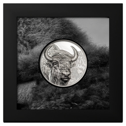 Mongolia: Bison 3 uncje Srebra 2025 Proof
