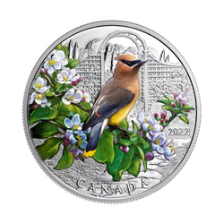 Canada: Colourful Birds: Cedar Waxwing kolorowany 1 uncja Srebra 2022 Proof