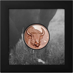 Mongolei: Bison 50 Gramm Kupfer 2025 Prooflike