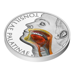 Srebrna Moneta Human Body - Tonsil kolorowana 1 uncja Srebra 2026 Proof