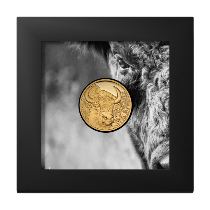 Mongolia: Bison 1/10 oz Gold 2025 Proof Coin | Metal Market