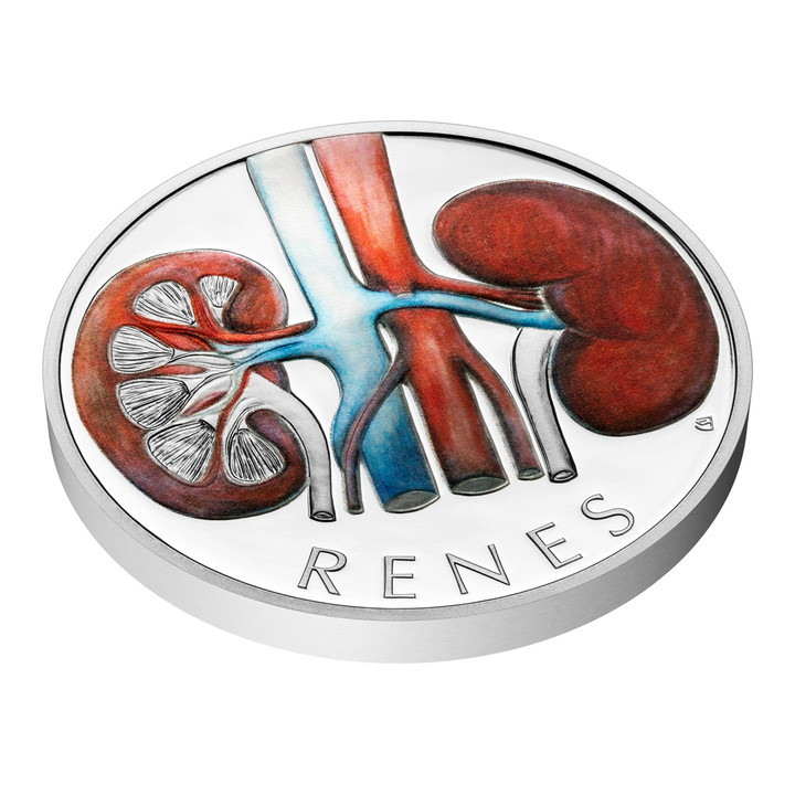 Niue: Human Body - Kidneys Coloured 1 oz Silver 2025 Proof