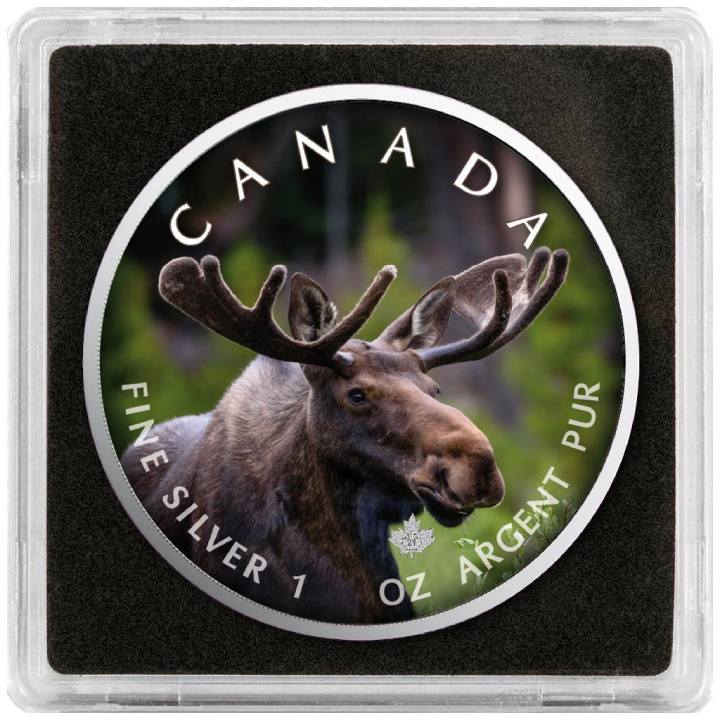Canada's Wildlife: Maple Leaf - Moose coloured 1 oz Silver 2021 Coin