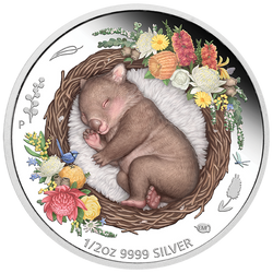 Dreaming Down Under: Śpiący Wombat kolorowany 1/2 uncji Srebra 2021 Proof