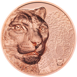 Mongolia: Snow Leopard 50 gramów Miedzi 2024 Prooflike