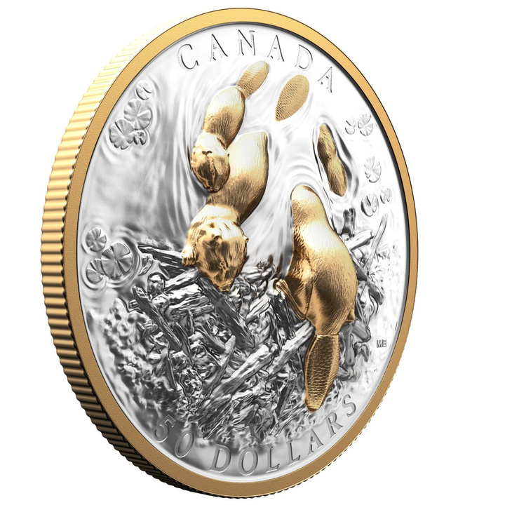 Canada: Canadian Symbol - The Beaver pozłacany $50 Srebro 2025 Proof High Relief