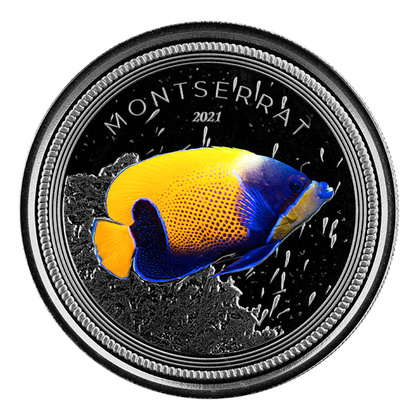Montserrat: Blue Girdled Angelfish kolorowany 1 uncja Srebra 2021 Proof