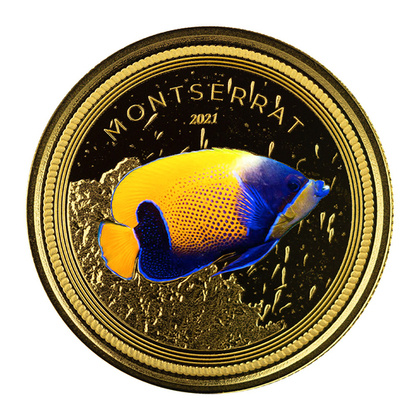 Montserrat Blue Girdled Angelfish kolorowany 1 uncja Złota 2021 Proof 