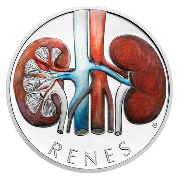 Niue Human Body - Rinichi colorată 1 oz Argint 2025 Proof